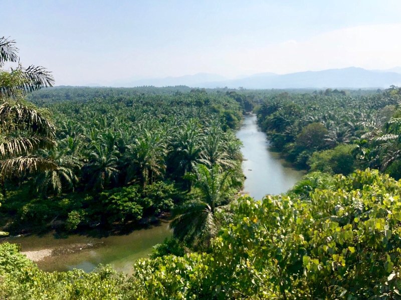 Sumatra Jungle