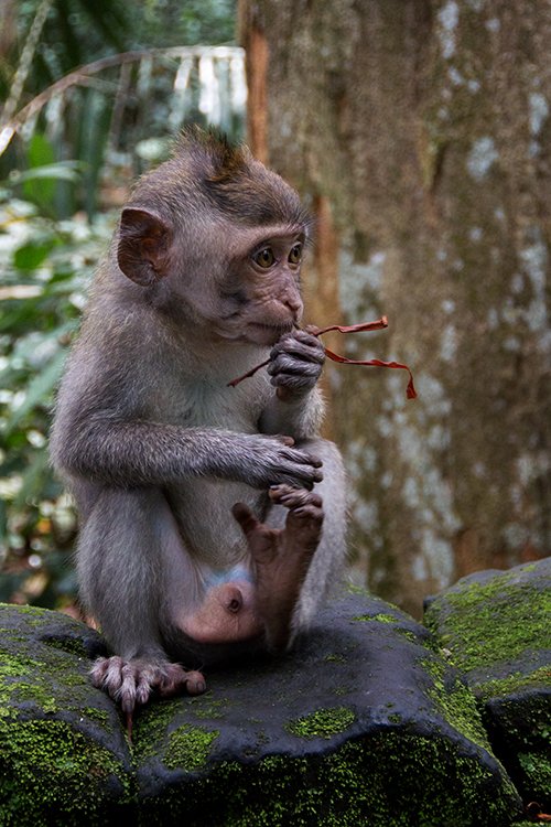 Makake, Sangeh Monkey Forest, Bali