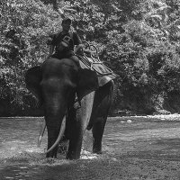 Arbeits-Elefanten auf Sumatra