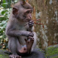 Makake, Sangeh Monkey Forest, Bali