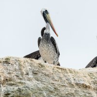Pelikane auf Isla Damas, Punta de Choros