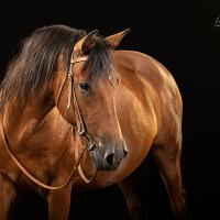 Fotostudio » Pferde